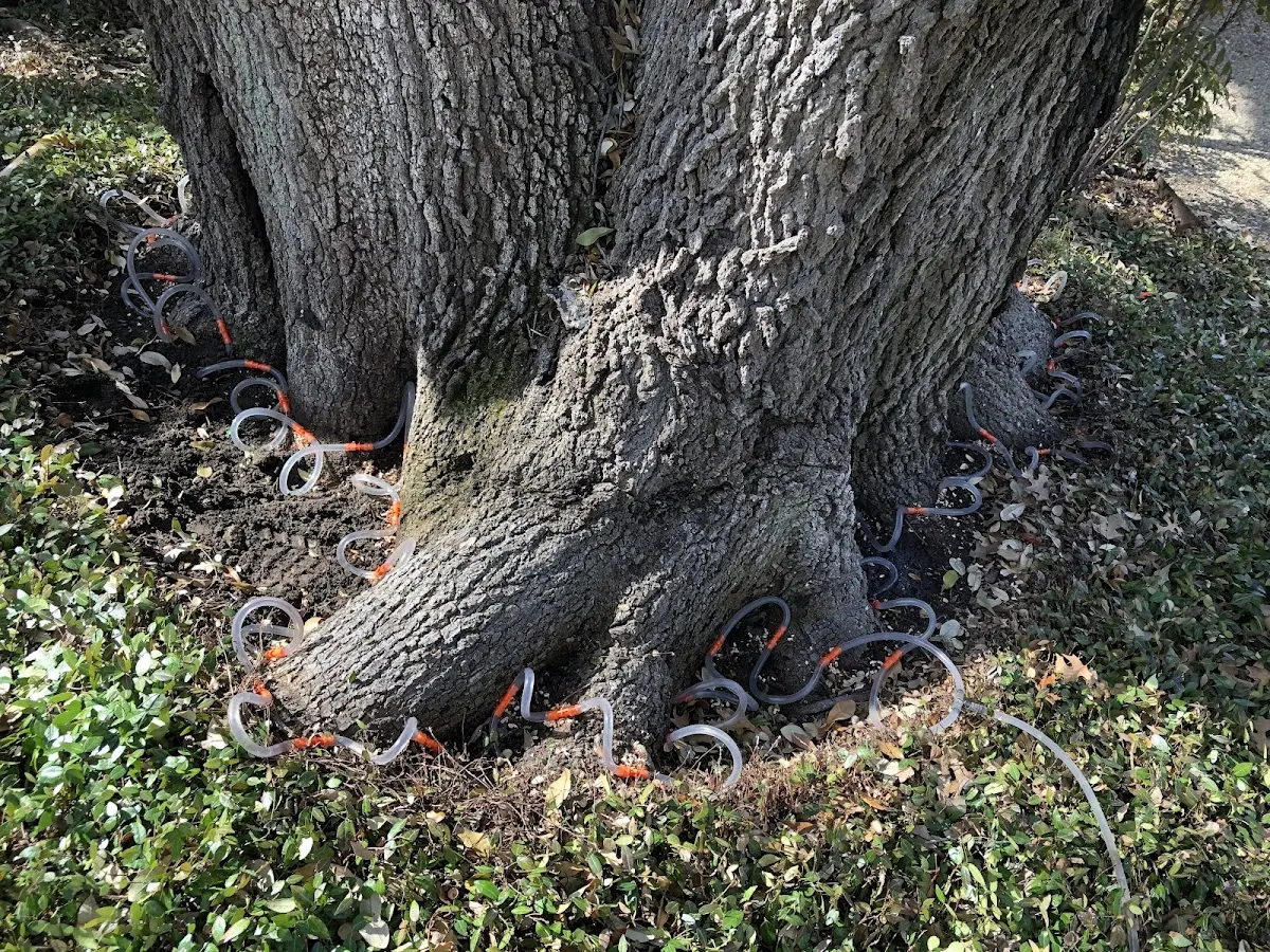 Detailed Tree Cabling and Bracing job site in Neenah